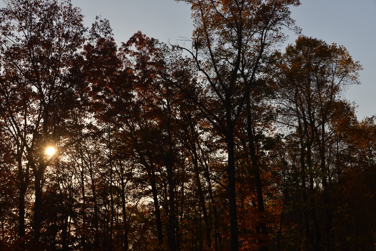 Light Through the Trees