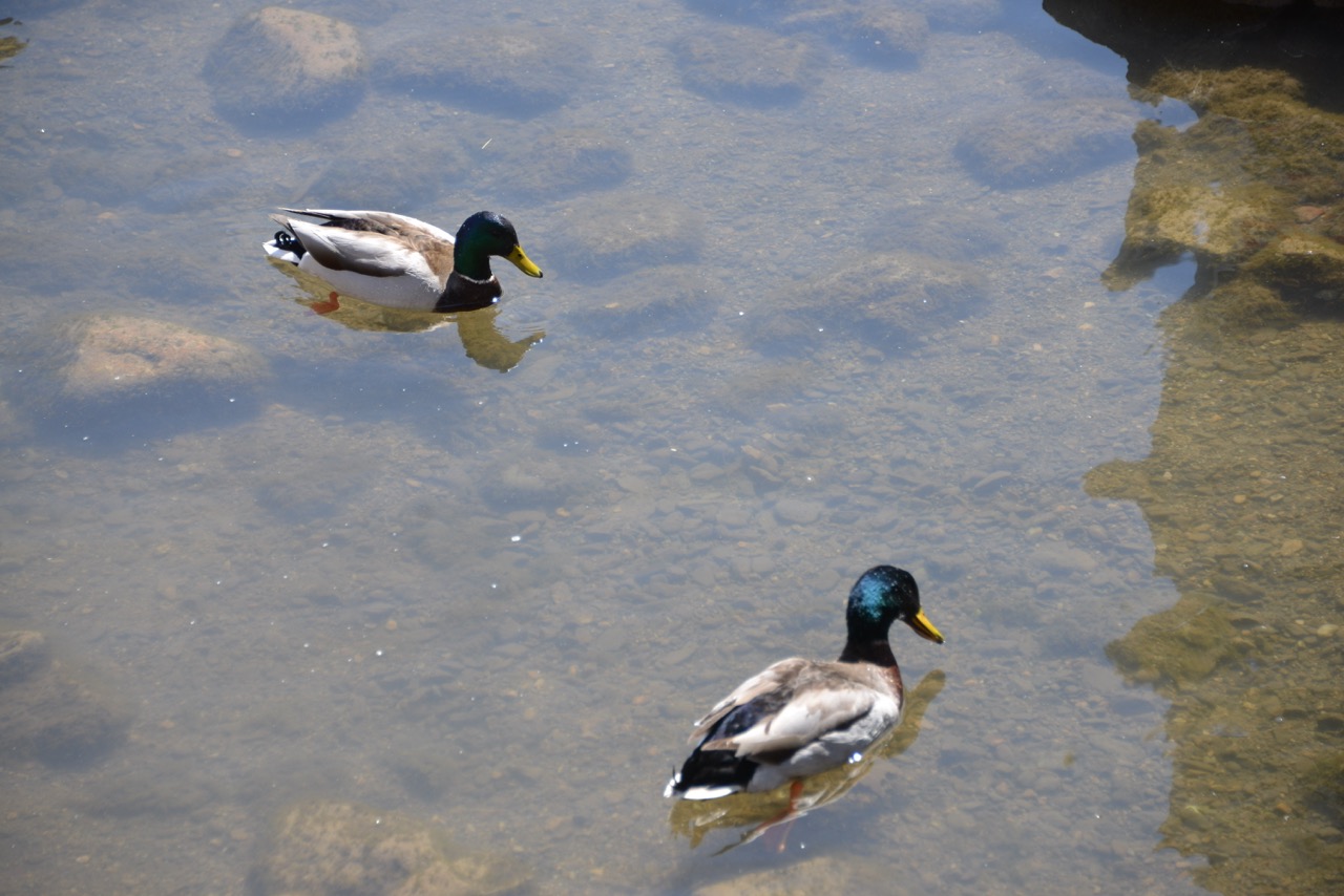 Some Ducks That Looked Cute